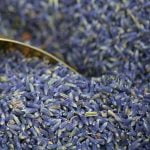 Lavender Flowers